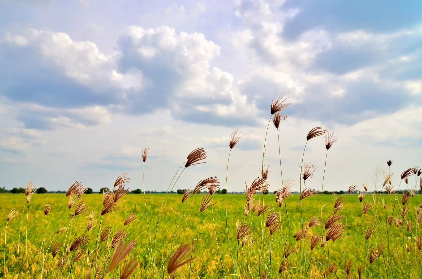 Sawah padi menghijau di Kangar, Perlis dengan langit biru berawan